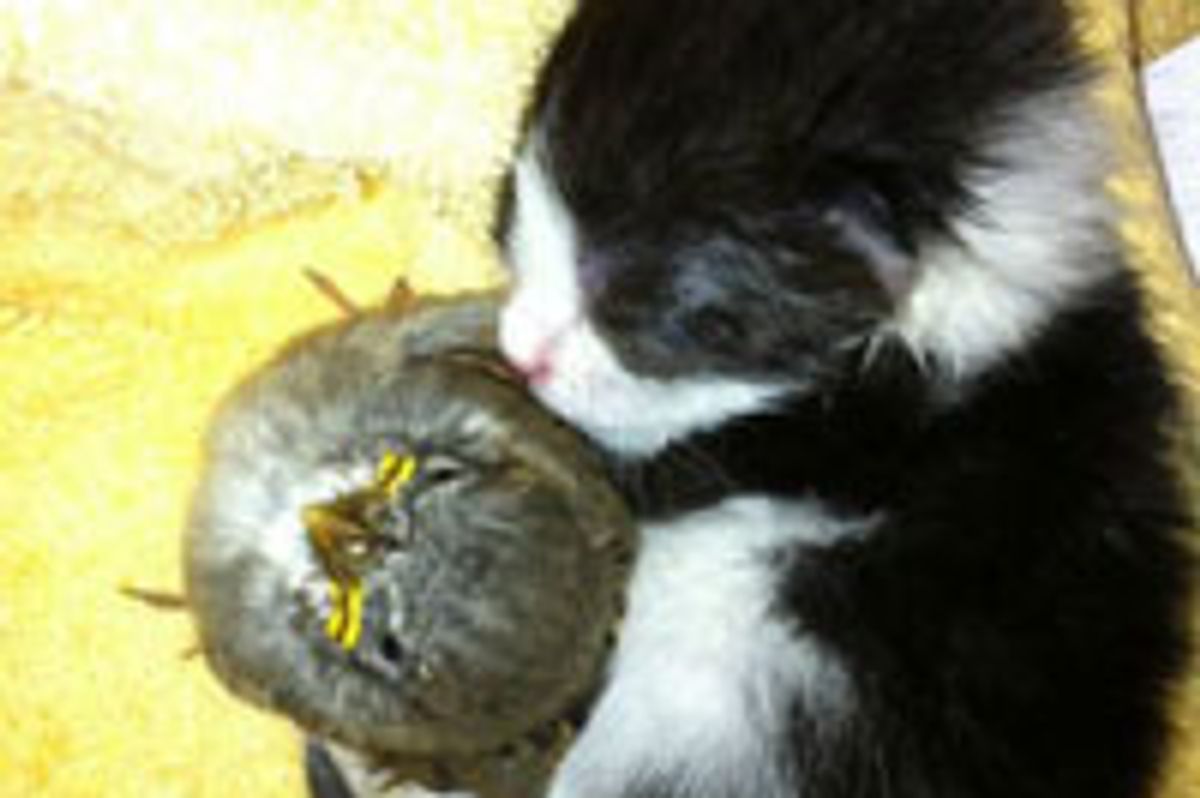 Kitten Snuggling with Little Birdie