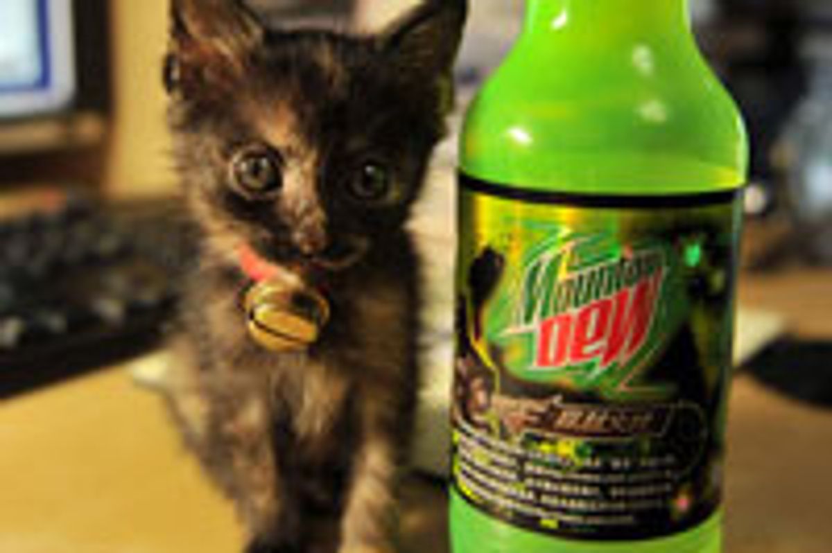 Tiny Bitty Tortie Finds Second Chance