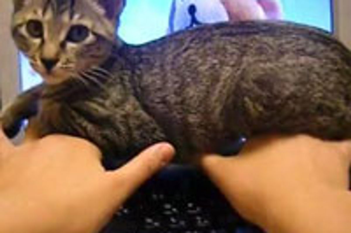 Kitty Stops Mom from Using Computer