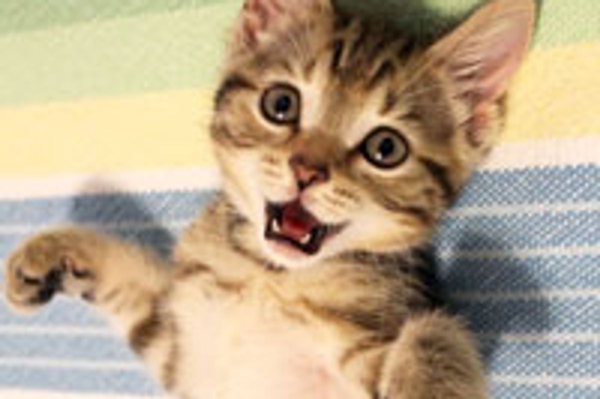 Kibbe with a Face that Lights Up the Room