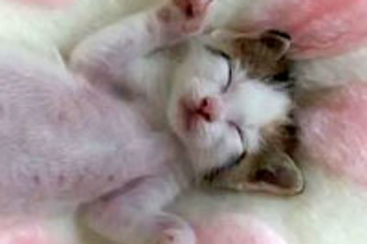 Sweet Kitten Twitching in Her Sleep