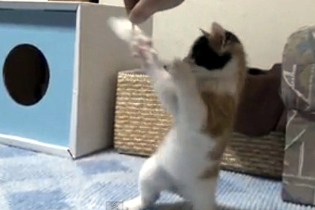 Boxing Kitty