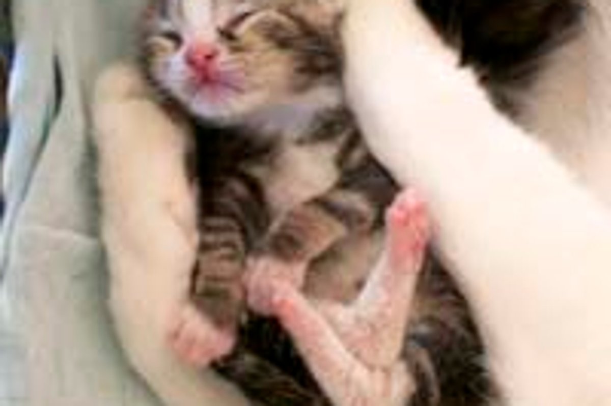 Little Cradled Baby
