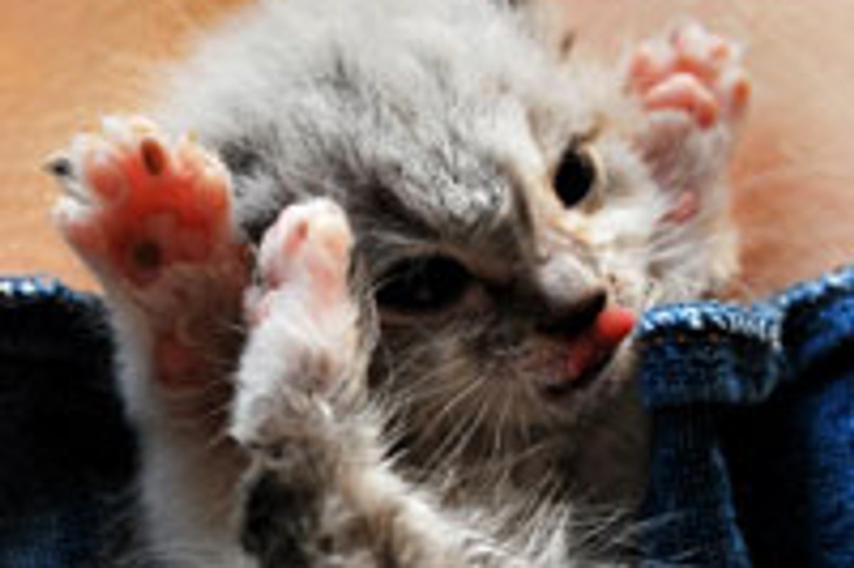 Paws in the Air!