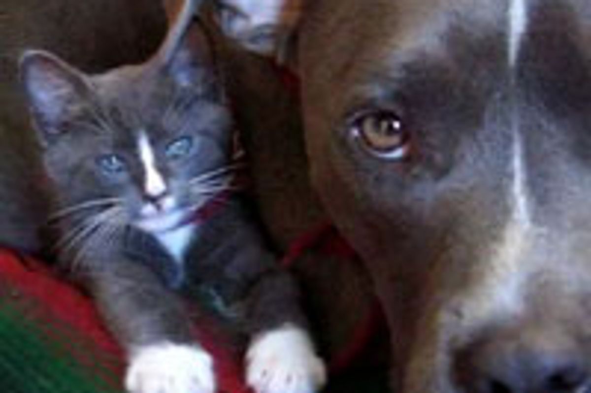 Kitty and Doggie, Matching Buddies