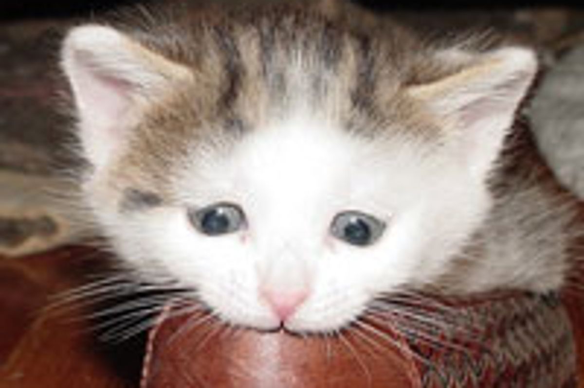 Kitty Nom Noms Shoe
