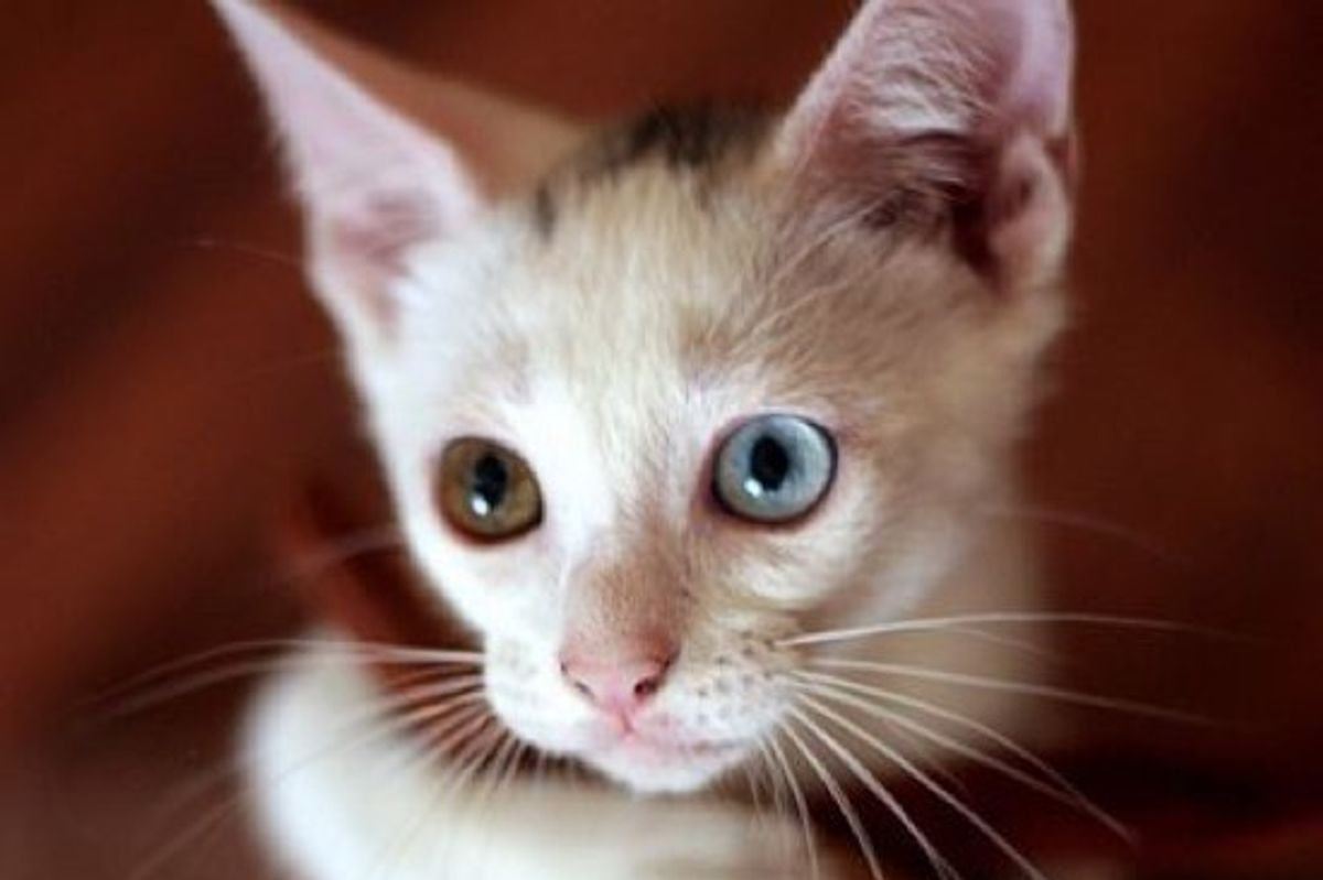 Little White Rescue with Blue and Hazel Eyes