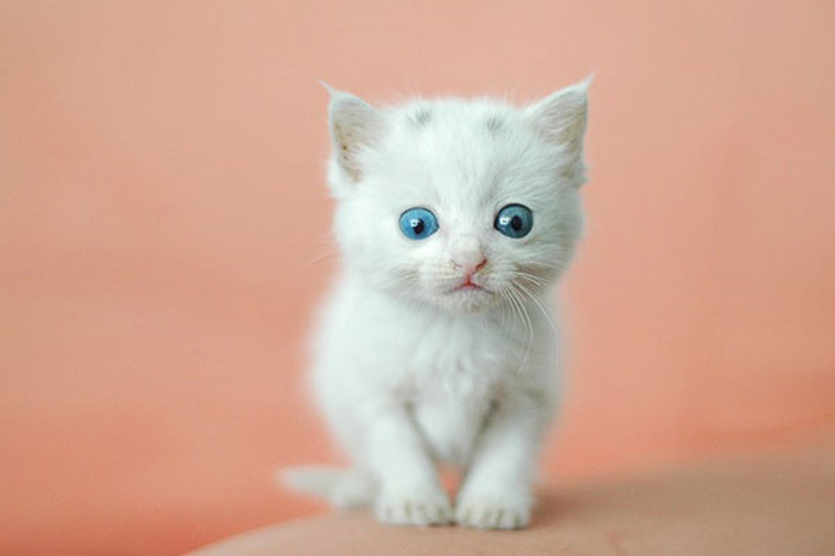 Little Furry Snow White