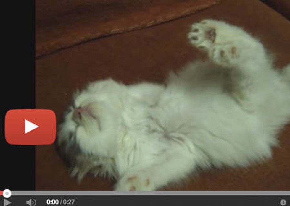 Adorable Snoozing Kitten