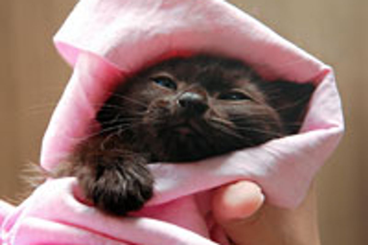 Kitten from the Rain