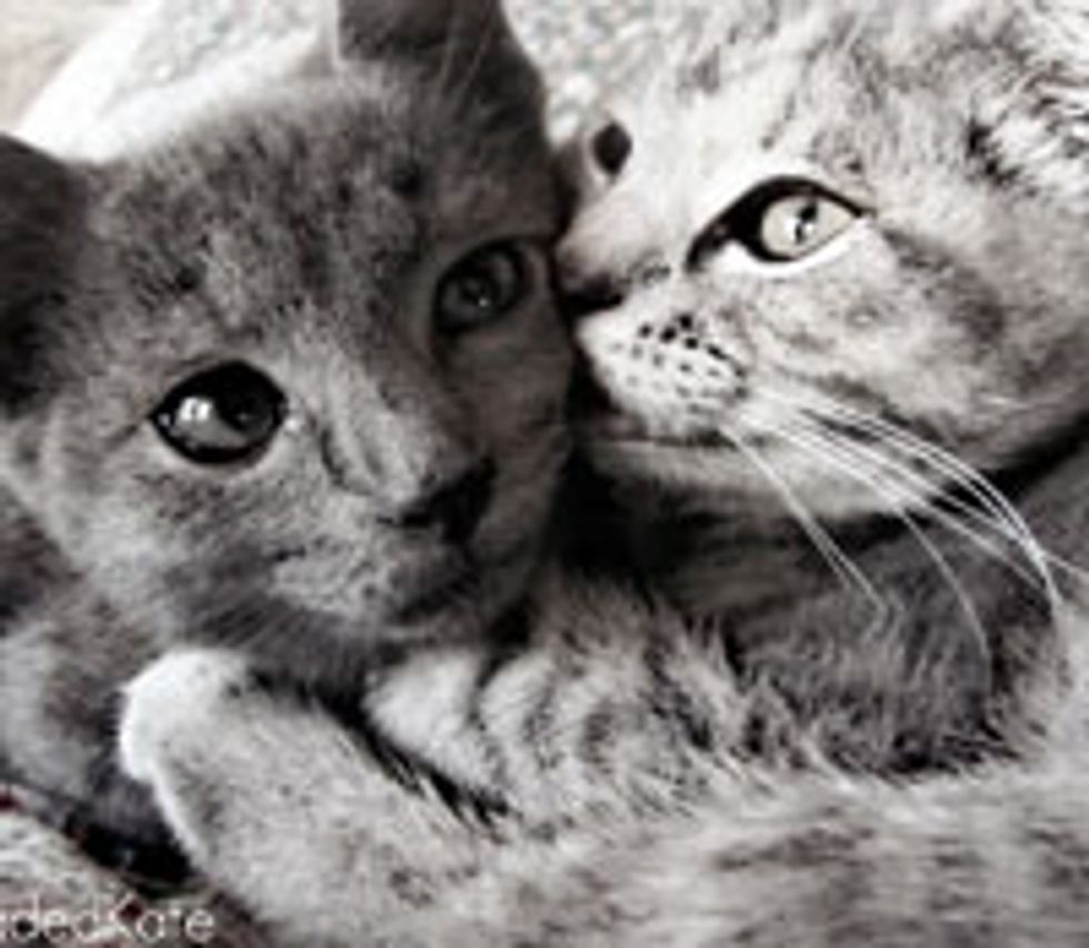 Kiss on the Cheek