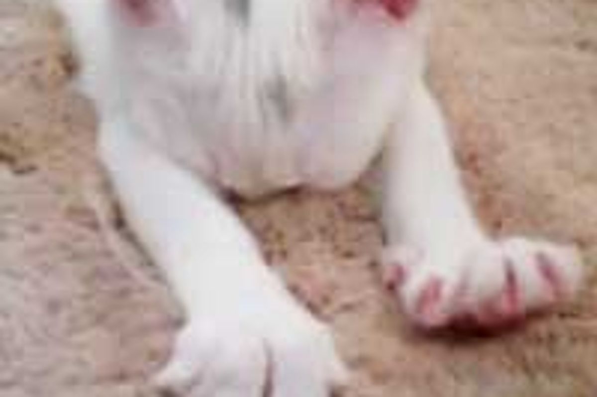 Lovely Kitten Kneading