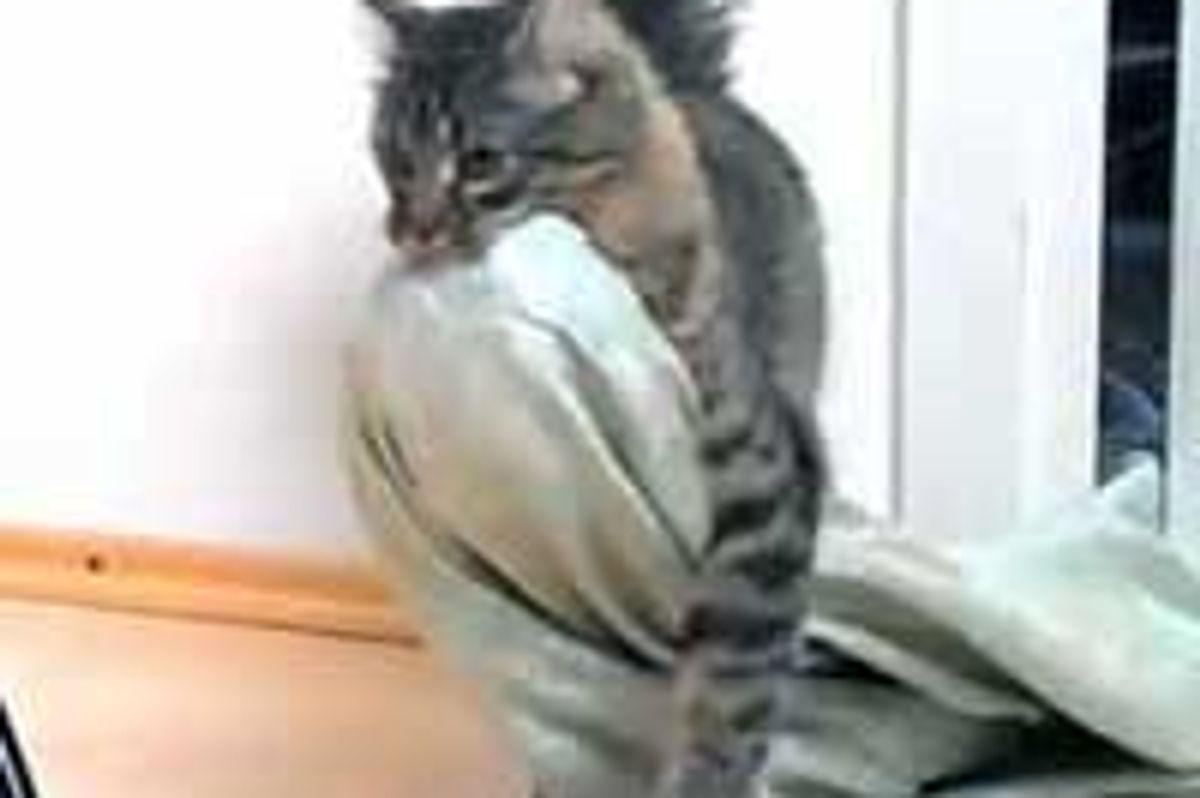 Kitty Confiscates Bed Sheets