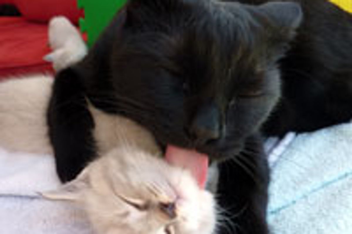 Kitty Gives Little Foster Motherly Love