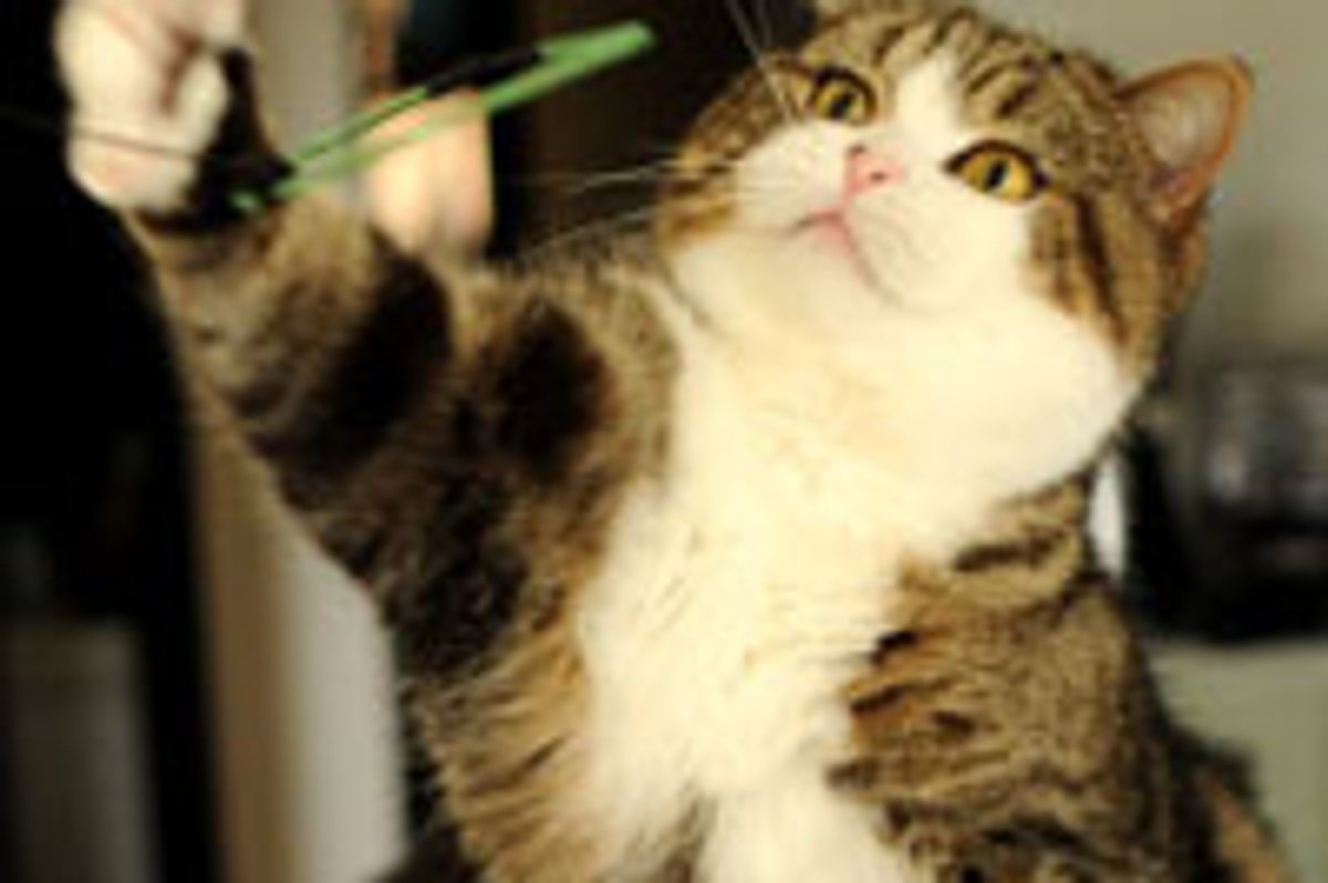 Maru and Toilet Paper