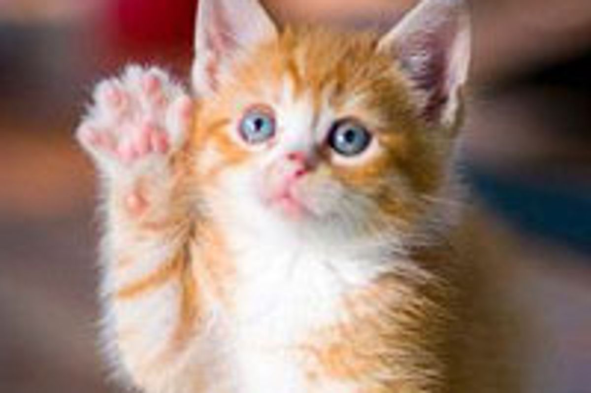 Little Ginger Maneki Neko