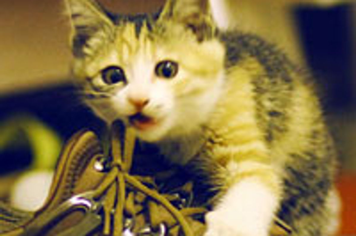 Little Stray Calico Found Happiness