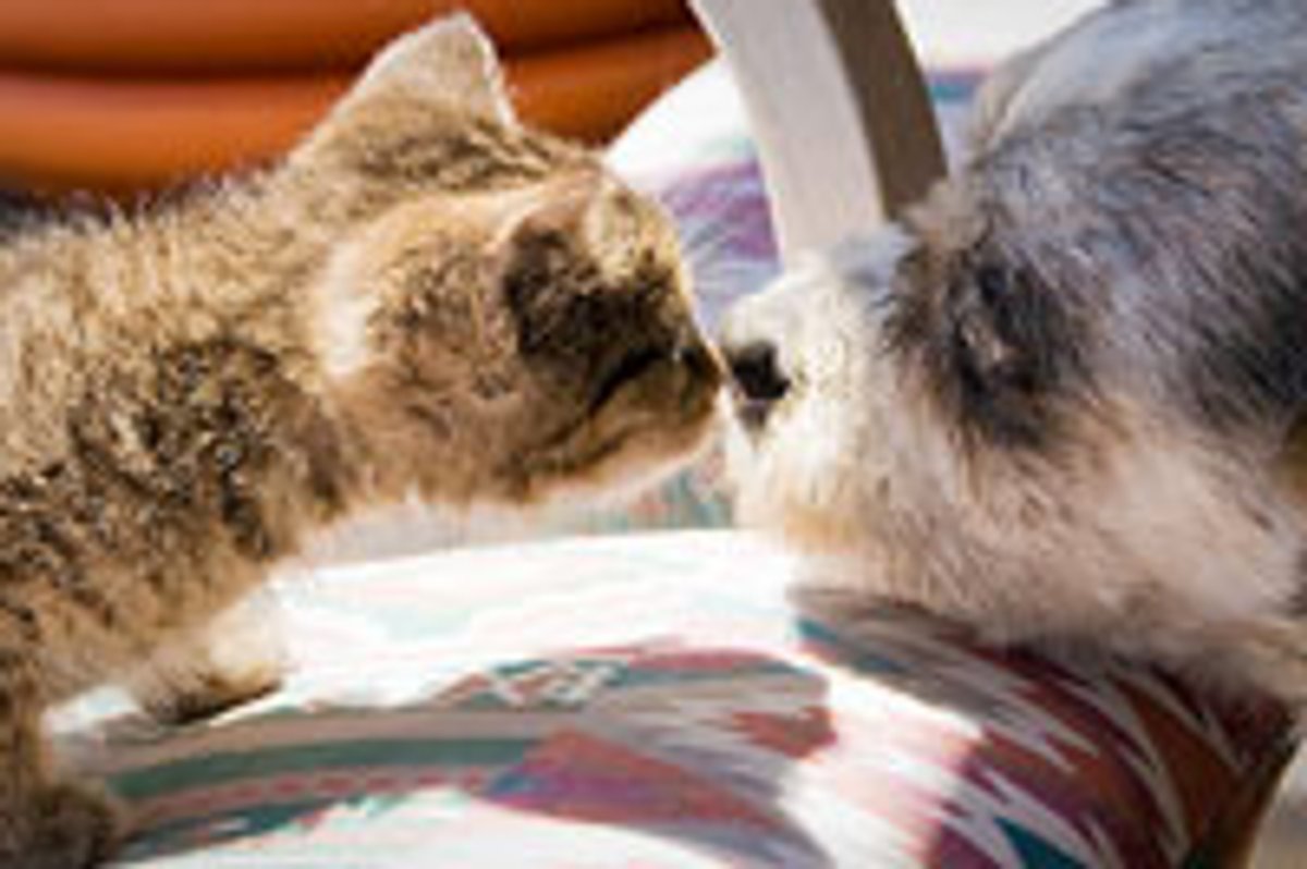 Friendship Begins with a Kiss