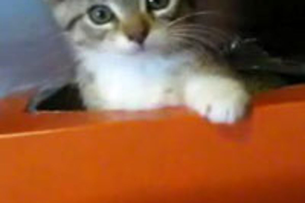 Kitty's Purrfect Hiding Spot