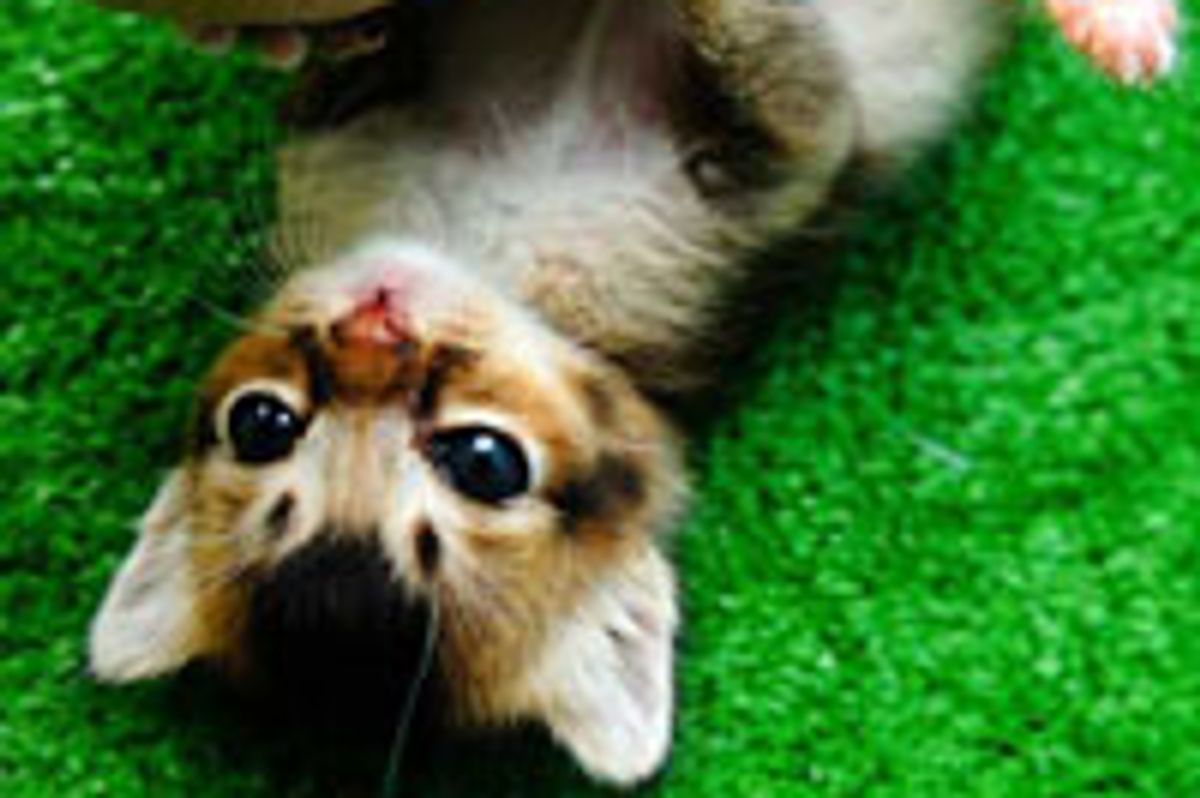 Donnie the Kitty Found Surrogate Parents