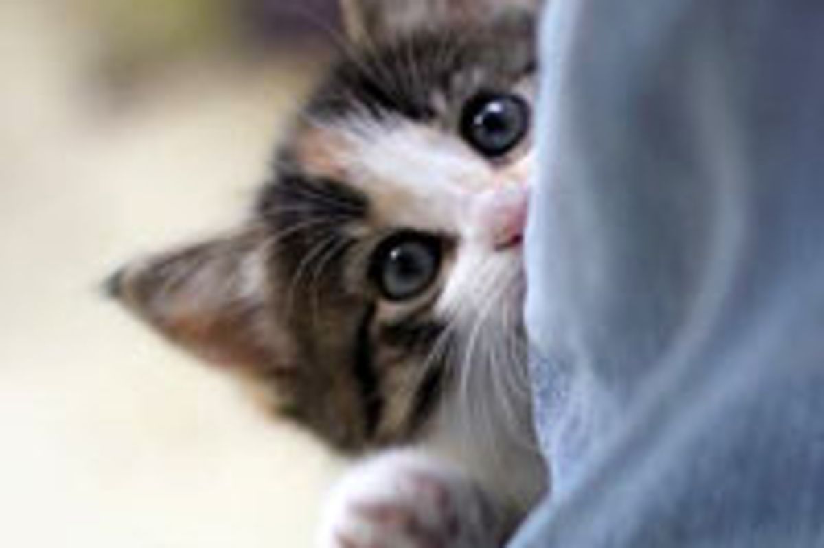 Calico Kitten Demands Attention