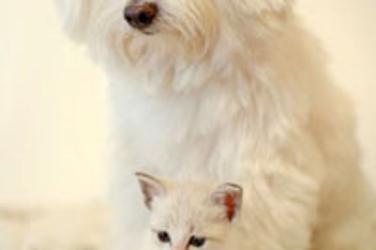 Minnie the Kitty and Her Canine Surrogate Parents