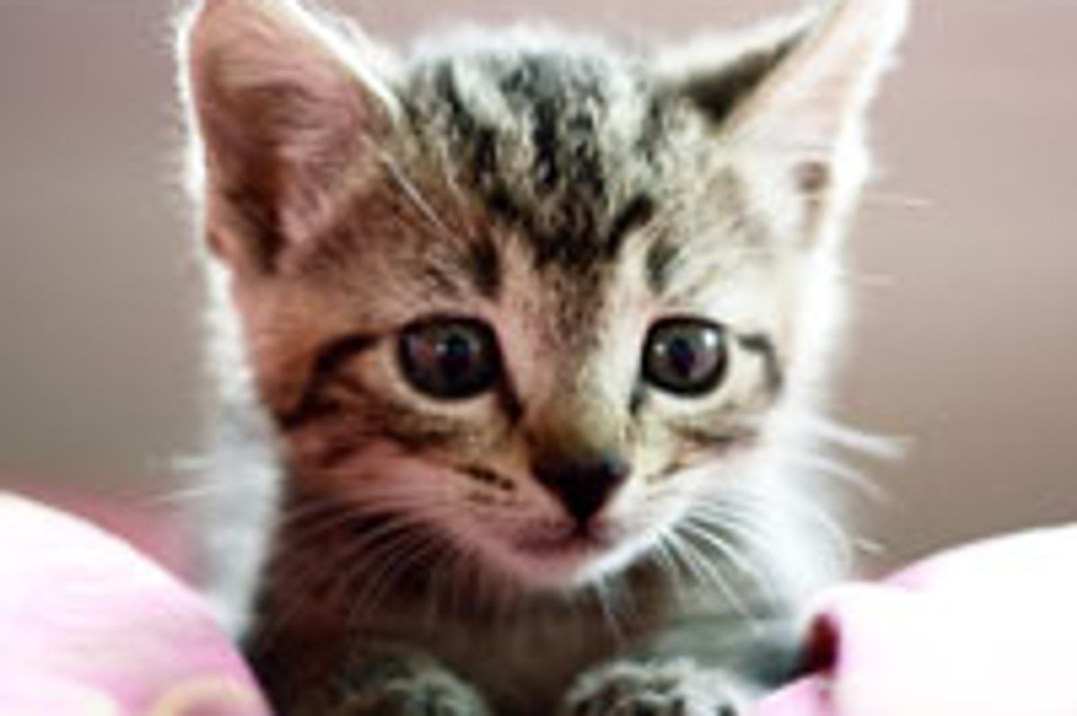 Tiny Bitty Kitty Found Under a Shed