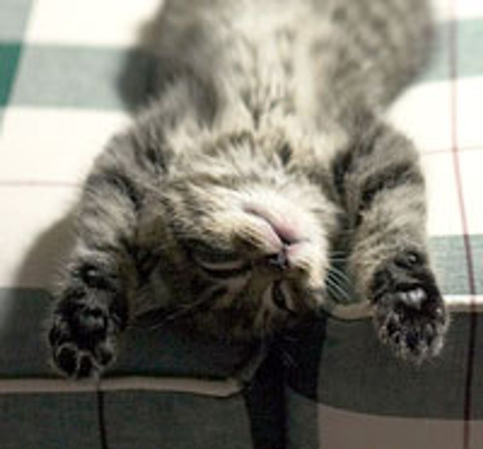 Sleep is Mah Job!