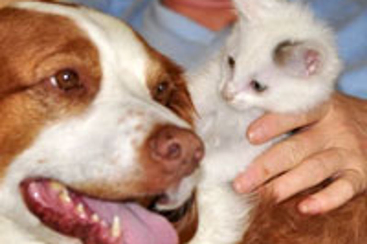 Homer the Kitty Finds a Mama Dog