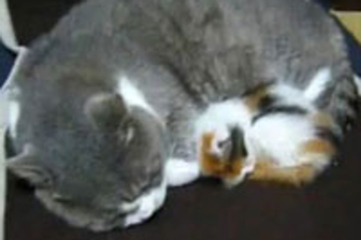 Ever Lasting Friendship