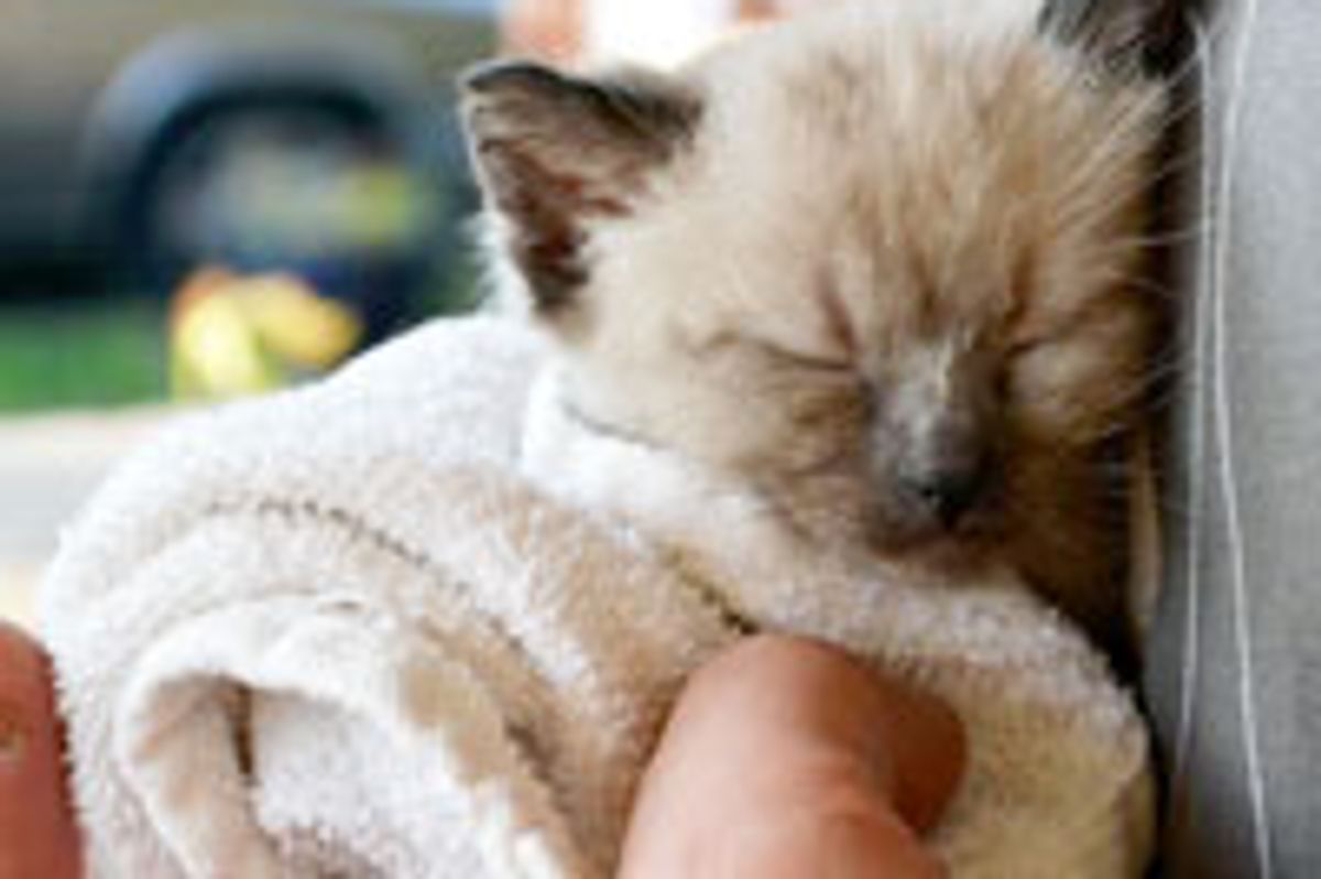 Tiny Maintenance Shed Kitty