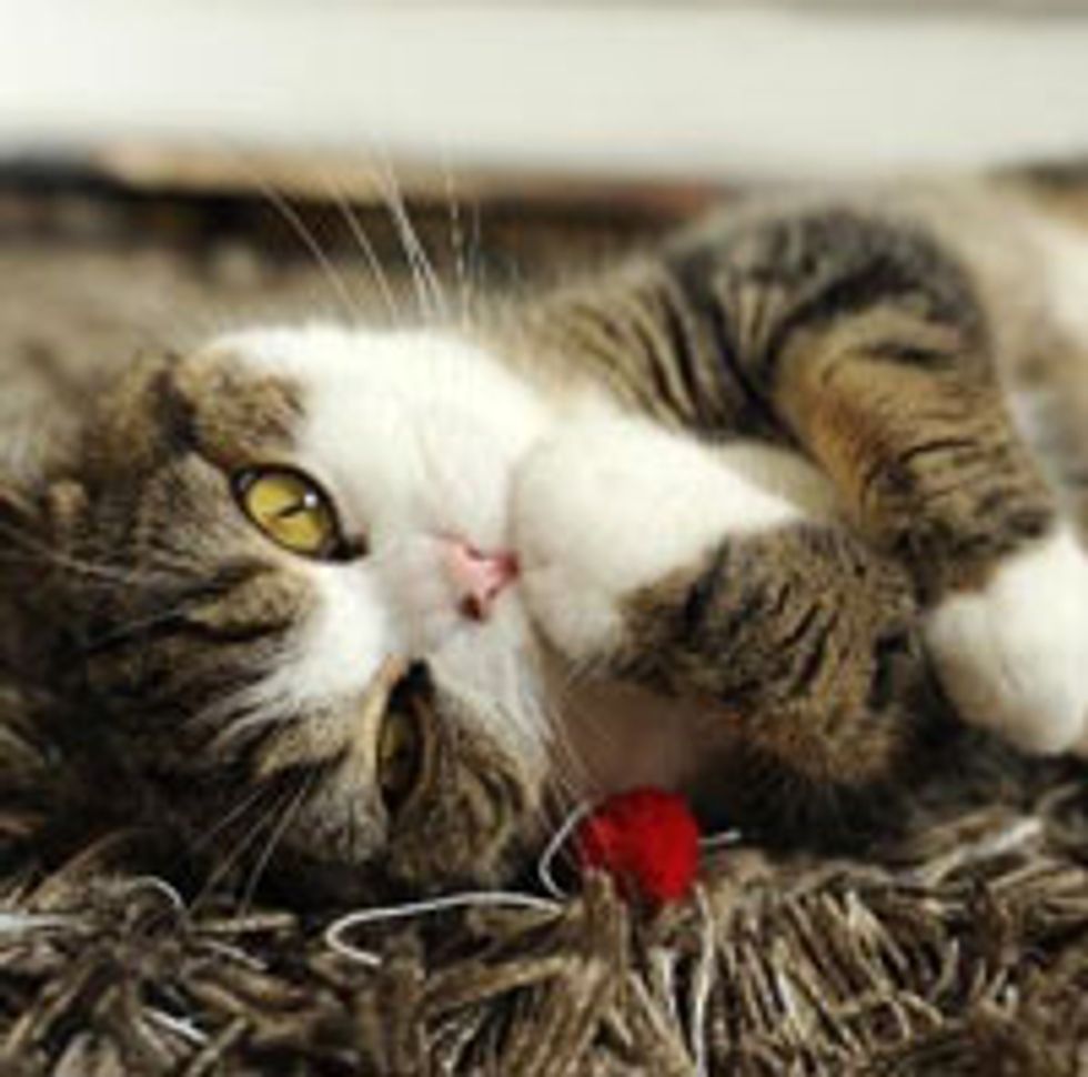 Maru Loves Snuggly Gap
