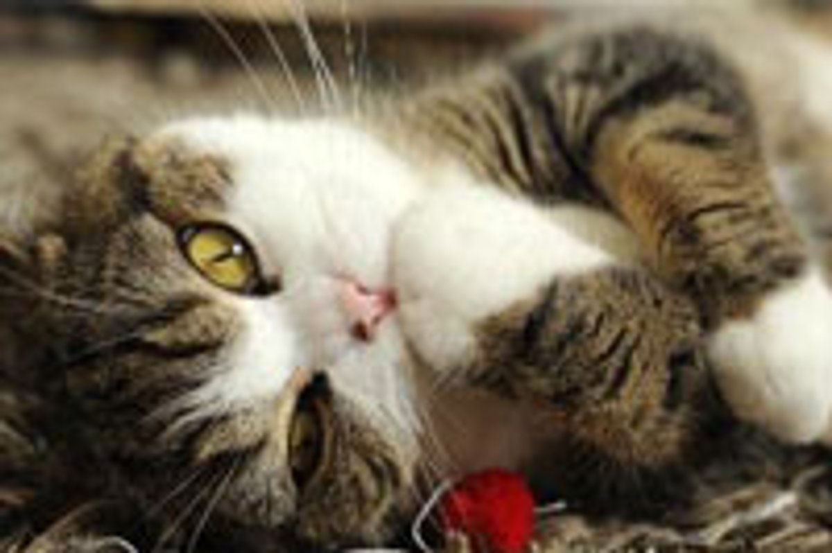 Maru Loves Snuggly Gap