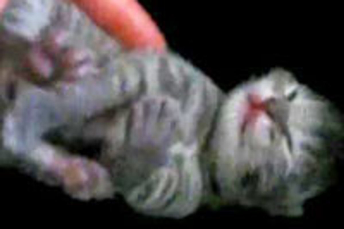 Itty Bitty Sleepy Kitty Loves Back Rubs