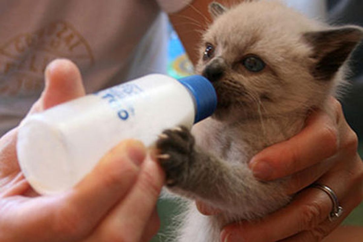 Little Orphan Kitty with Twinkle in His Eyes