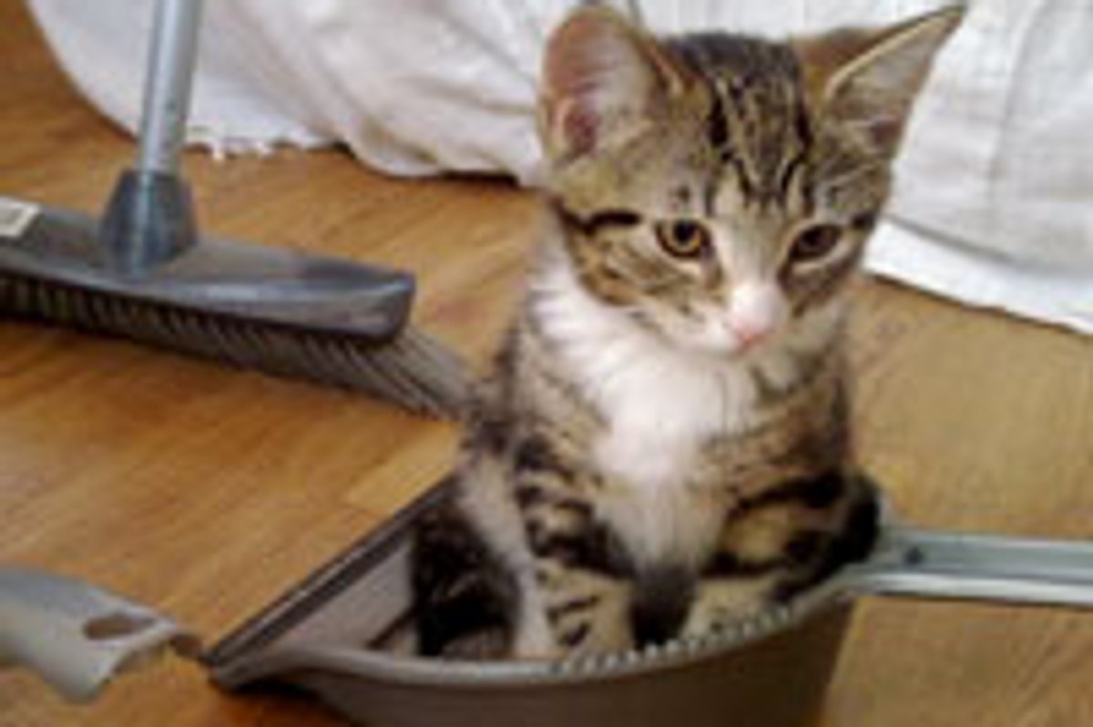 Little Clean-Up Helper