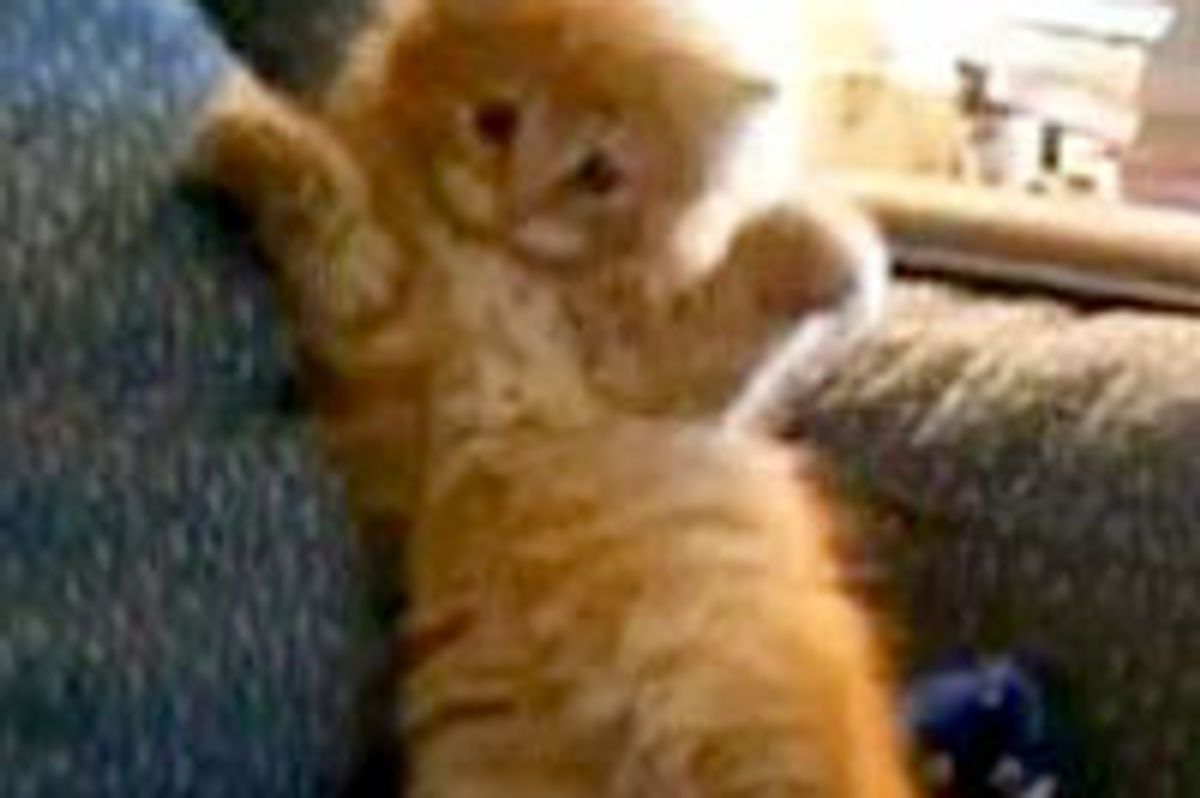 Ginger Kitty vs Big Silly Hand