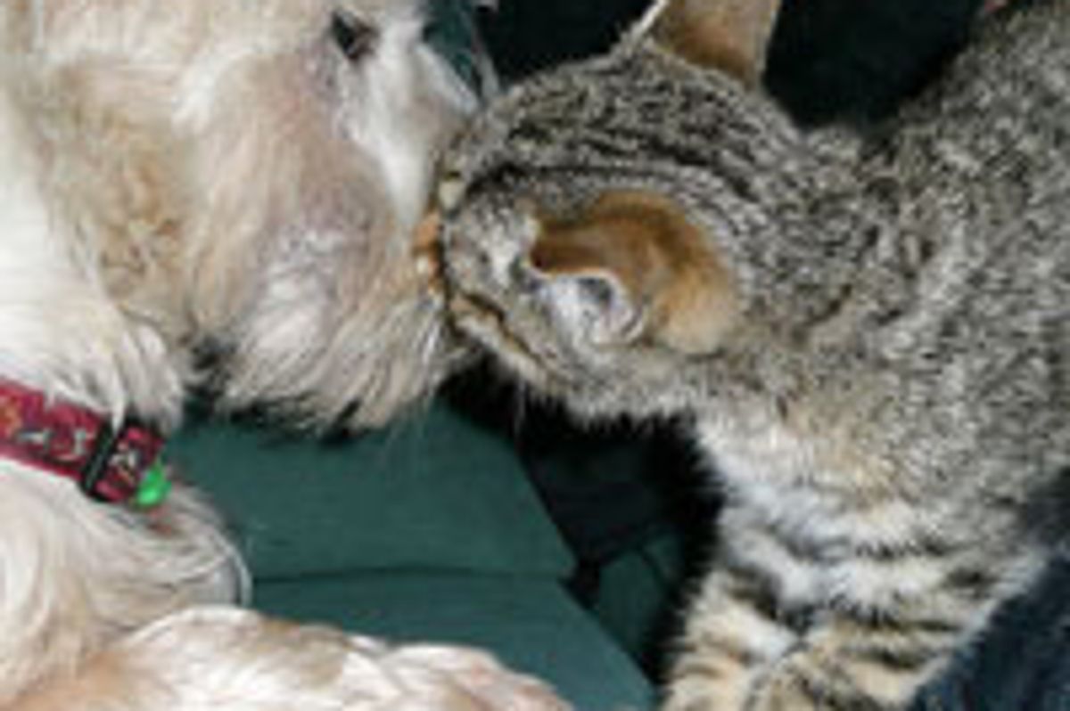Kitty Meets Doggie