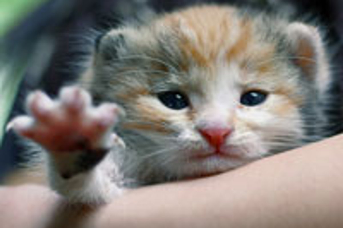 Take My Paw!