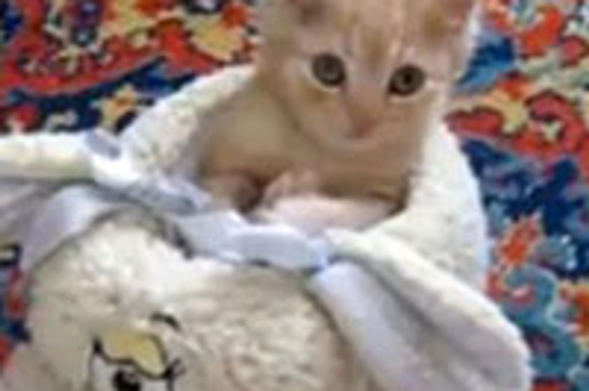 Kitten Falling Asleep in Fluffy Shoe