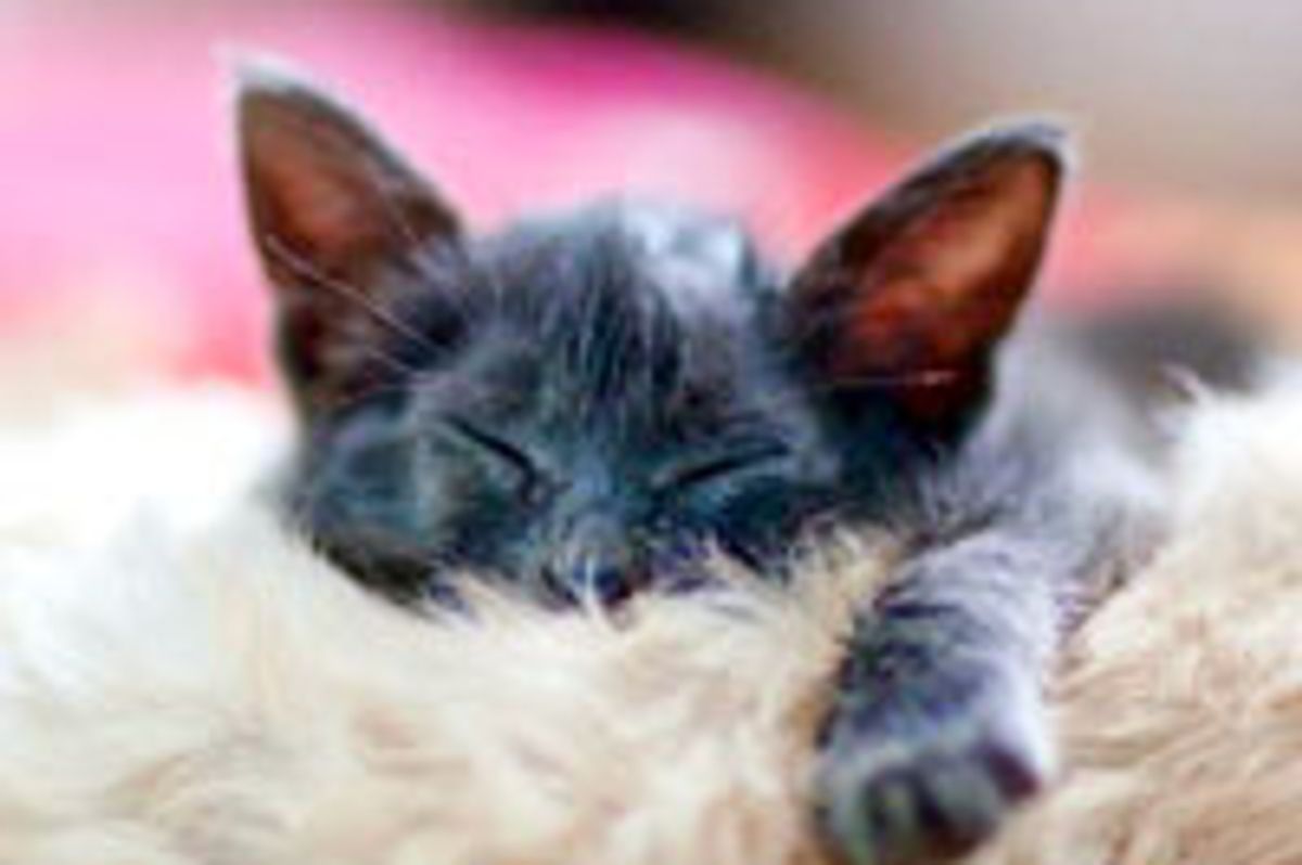 Happiness is a Warm Buddy