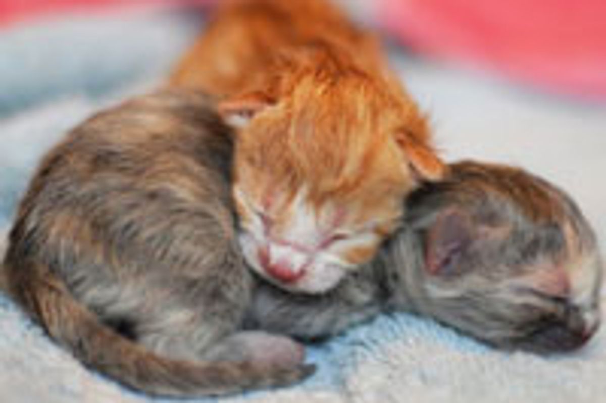 3 Tiny Precious New Borns