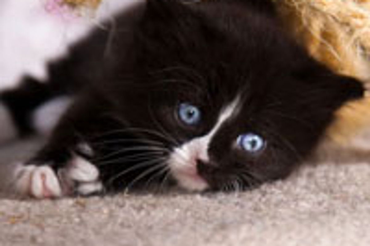 Snow the Little Solo Tuxedo