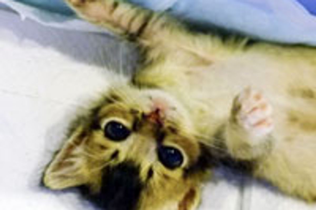 Teeny Demanding Kitty