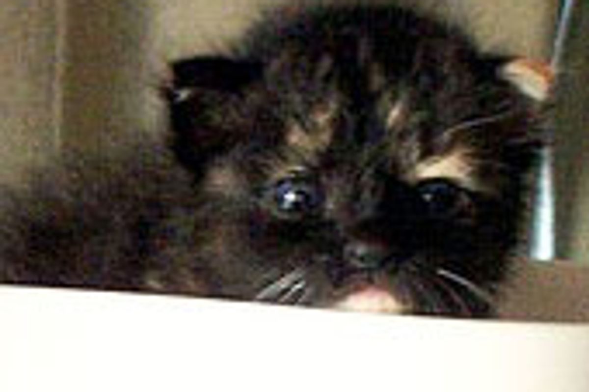 Little Tortie Kitten Found Home and TLC