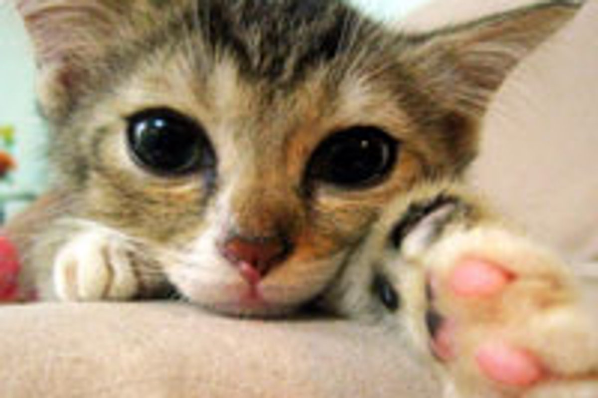 Cute Kitty is Pawesed to Meet You