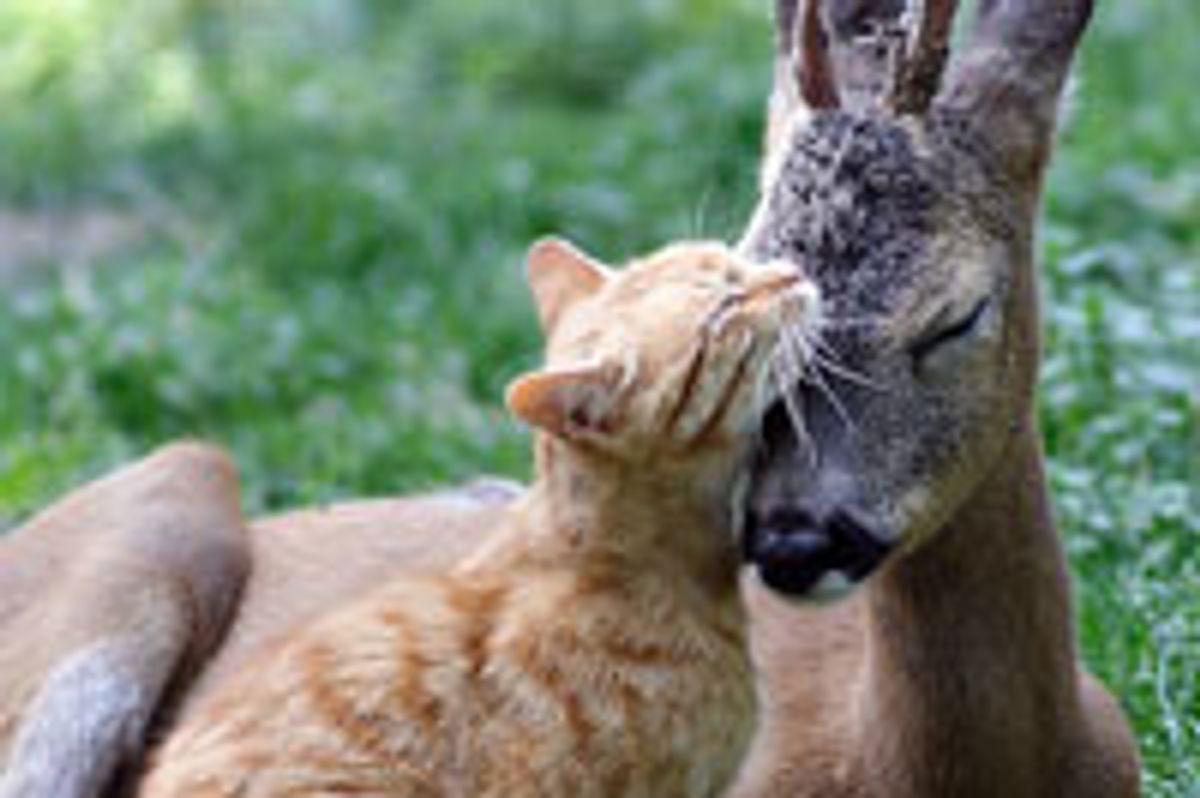 Ginger Cat and Baby Deer Become Best Friends