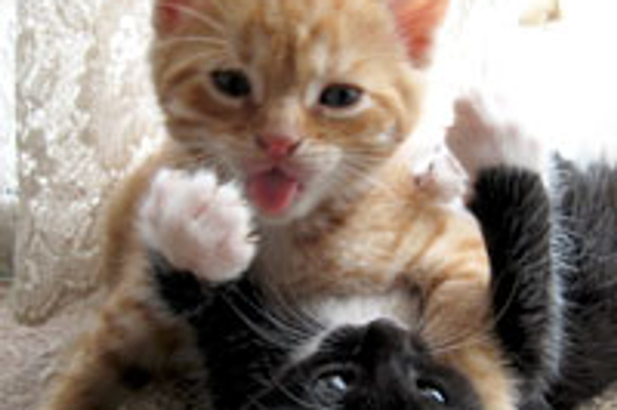 Peekaboo with a Buddy