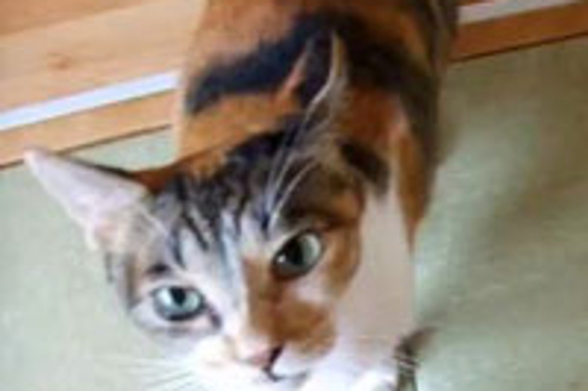 Kitty Jumping for Love