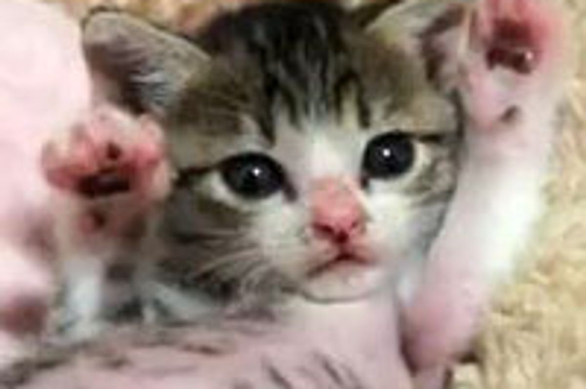 Tiny Kitty, BIG Stretches